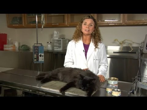 Video: How To Feed Your Cat Natural Food