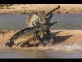 Deadly Amazing moments The Best Animal Fights ! New 2014