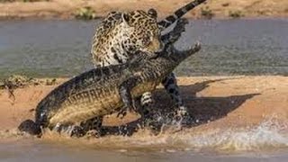 Deadly Amazing moments The Best Animal Fights ! New 2014