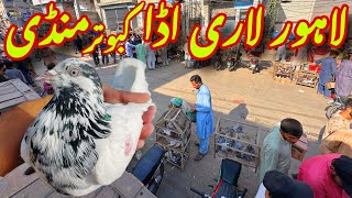 لاہور لاری اڈا کبوتر منڈی - Lahore lari Adda Kabootar Mandi Latest Update