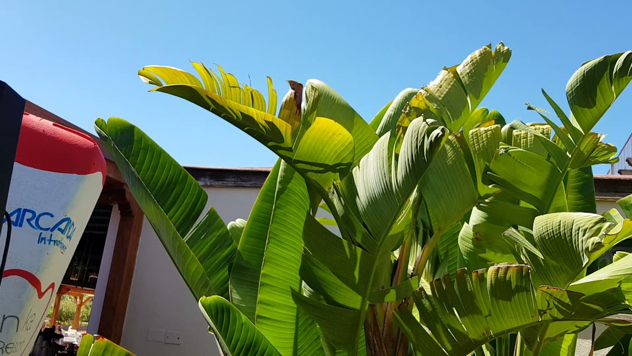 Tanka Band - Piazza Tanka 2018 - Beat It - Live