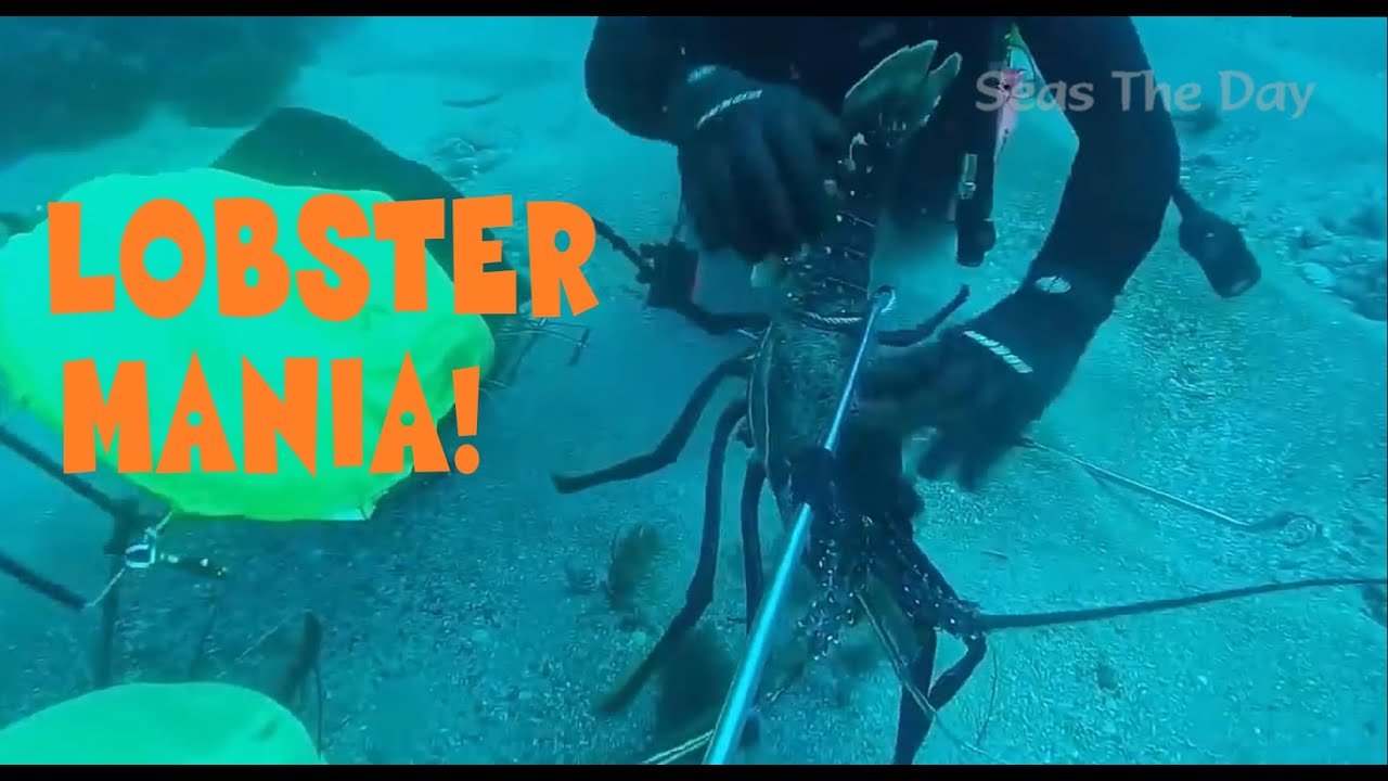 Scuba Diving For Huge Lobsters YouTube