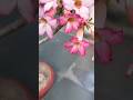 Summer me Adenium ko sirf ye 5 cheezein de dijiye, plant flowers se bhar jayega! 🌸#Adenium #shorts