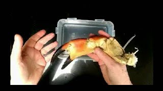 Les Leckie demonstrates an easy way to shell a crab claw