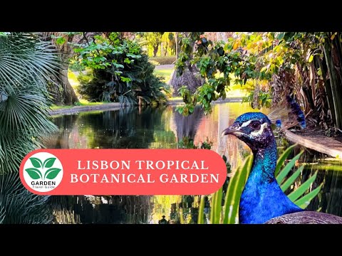 HIDDEN Tropical Paradise!  Lisbon Tropical Botanical Garden (Jardim Botânico Tropical) thumbnail