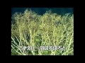 湖愁