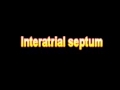 What Is The Definition Of Interatrial septum Medical School Terminology Dictionary