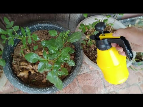 Video: Điều trị bệnh phấn trắng bằng Dahlia - Cách quản lý bệnh nấm mốc trên cây Dahlias