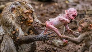 🔴 LIVE : Adorable Baby Monkey's Day: Playtime, Nursing & Jungle Adventures