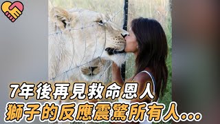 女人偶然救下瀕死獅子，7年後再見，獅子的反應震驚無數人...|#重逢 #震撼 #奇跡 #不可思議 #動物 #新聞 #獅子 #感動 #淚崩 #感人故事 #反轉 #反應 #親情 #善良 #救援 #救助