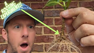 Rooting Button Bush, Lilac, and Hydrangeas With A Rubbermaid and Sand!!