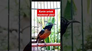 Download Lagu Konin master pleci #kicaumania MP3