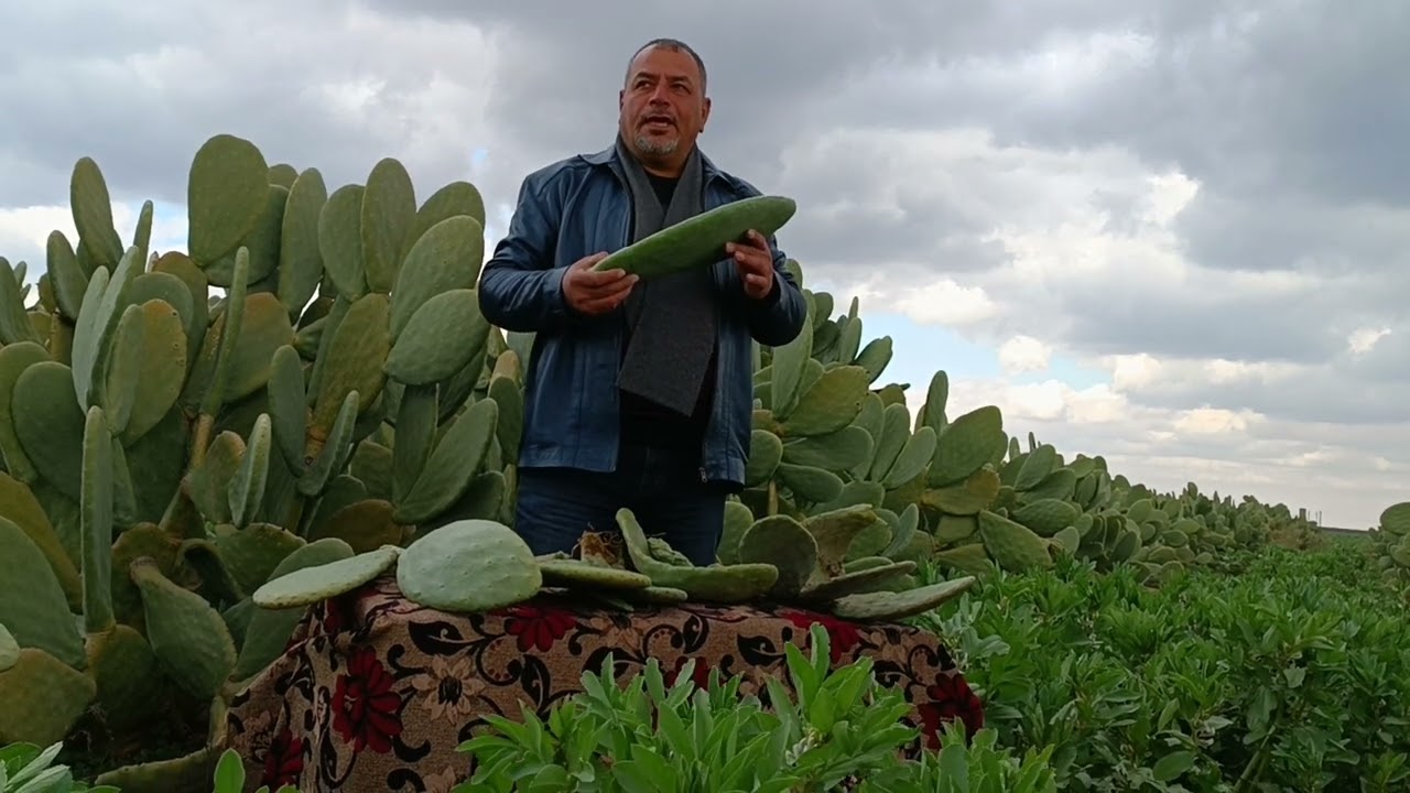 إختيار الألواح أو الكفوف المناسبة لزراعة التين الشوكي