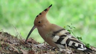 The Hoopoe at Hadrians Villa screenshot 5