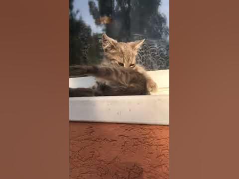 Кумедне миле кошеня ) - YouTube