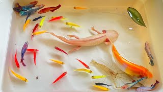 Find Axolotl in Super Colorful Betta, Baby Turtle, Koi, Radtang, Oranda, Spadefish, Tetra, Ange