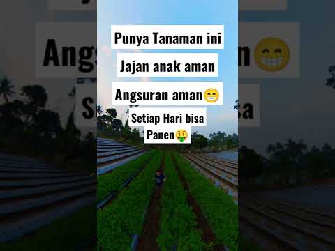 Video: Membagi Tanaman - Bisakah Saya Membagi Tanaman?