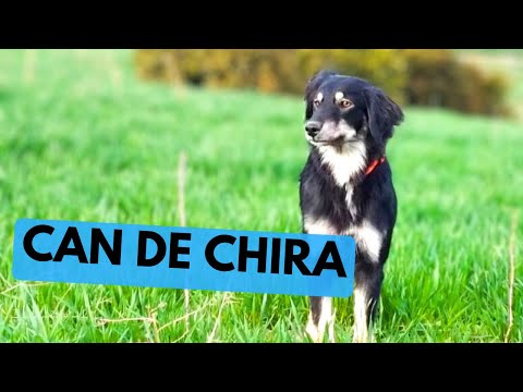 वीडियो: 12 छोटे कुत्ते नस्ल व्यक्तित्व के साथ