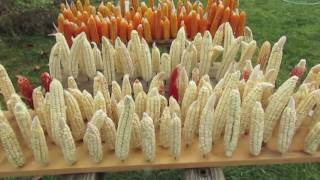 Corn Breeding- Introduction to my Corn Breeding Projects.