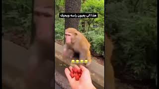 هاذا الي يعبون راسه ويجيك ههههههههه