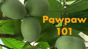 Introduction to Pawpaw North Americas Largest Native Fruit