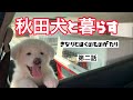 #秋田犬#akitainu#japandog                            【秋田犬】との生活　第二話　〜出産生命誕生〜