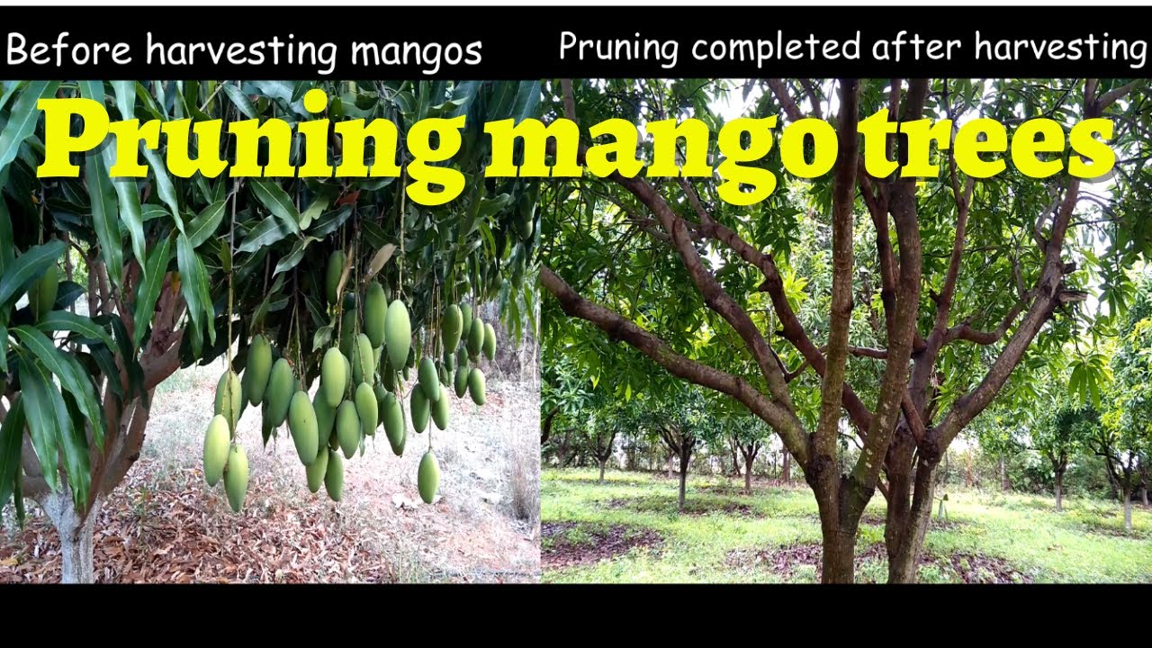 Pruning mango trees after harvesting mangos | My village farming - YouTube