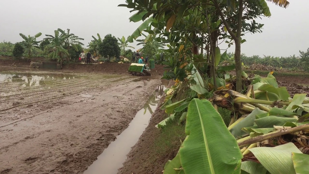 Máy cấy Kubota Tây Đô cấy tại vùng lúa sạch An Thanh - Tứ Kỳ