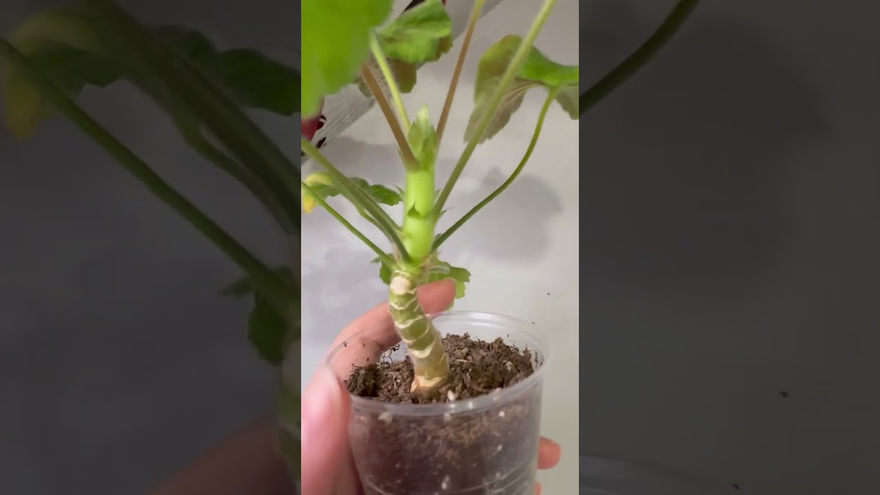 Омоложение старого черенка пеларгонии 