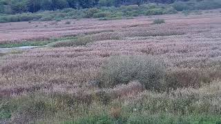 RSPB Leighton Moss Nest Platform Live Stream