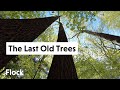 This is What an OLD GROWTH FOREST in the Northeast Looks Like — Ep. 026