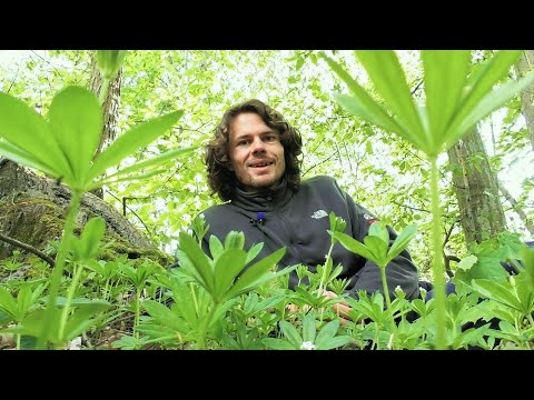 Video: Waldmeister