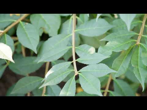 Video: Winged Euonymus