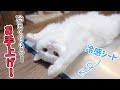 暑がり猫に冷感シートをあげたら気持ちよくてへそ天した！