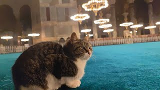 Hagia Sophia's Mystery Cat: The Feline Guardian Who Controls the Lights