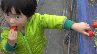  Strawberry  All You Can Eat    Souichi 3years Old