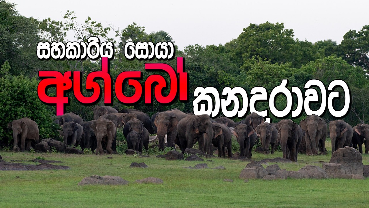 අවුරැදු 4 කට පසු අග්බෝ නැවතත් රැලට tusker agbo back to heard 🍀🐘🥰💕👀 #srilanka #elephant #wildlife