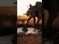 A Calf Trapped in Mud… as Lions Take Down Its Mother 🦁🐘💔 #사자 #코끼리 #공격 #반격 #야생 #쇼츠 #충격 #사바나 #노을 #싸움