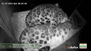 Early morning in the snow leopard den