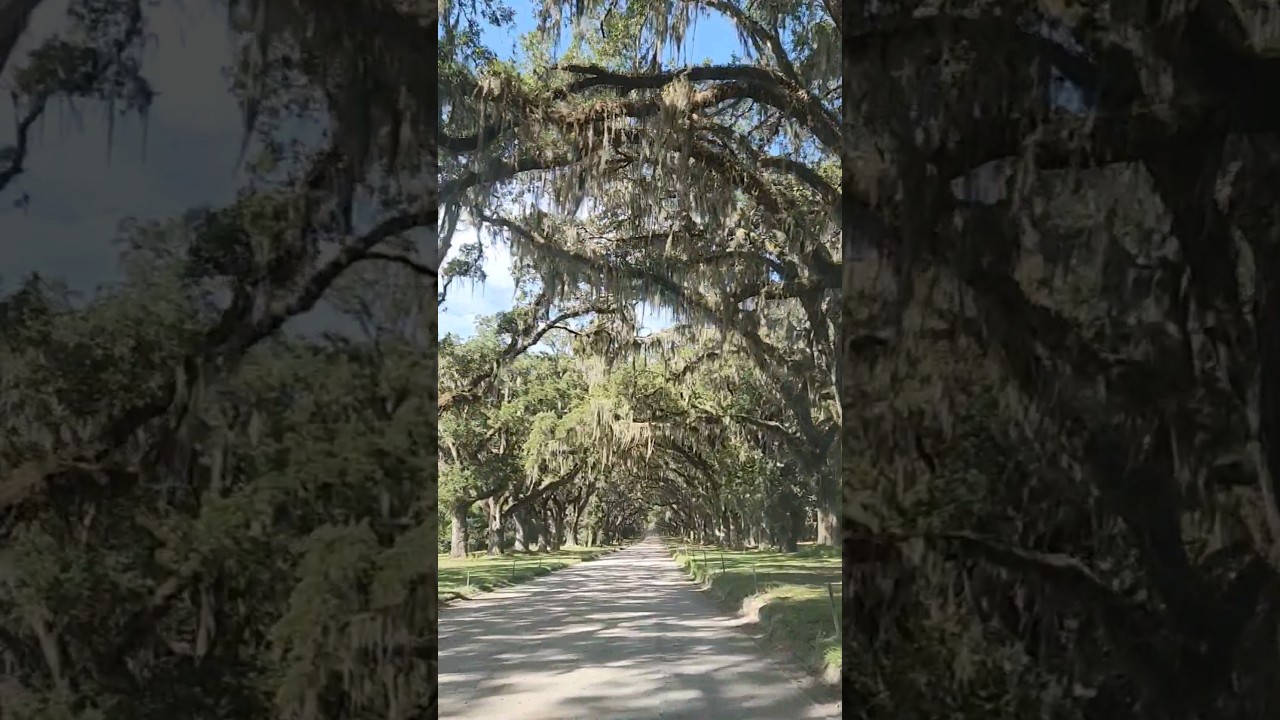 Wormsloe State Historic Site in Savannah, GA