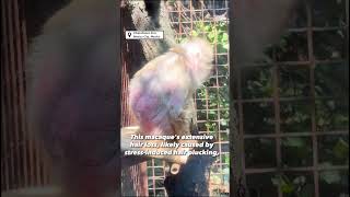 Why Is This Captive Monkey Balding 💔🐒