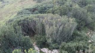 Caccia al cinghiale Larghenneros screenshot 3