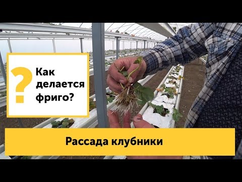 Клубника фриго. Как делается рассада? Сколько кг клубники с куста можно собрать?