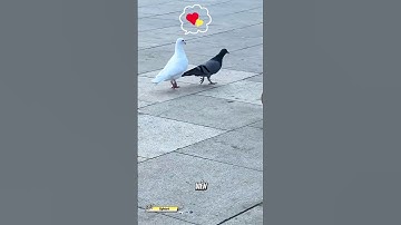 Khi bạn là chim bồ câu hướng nội nhưng lại gặp "crush" hướng ngoại 🤣 #shorts #cute #funny