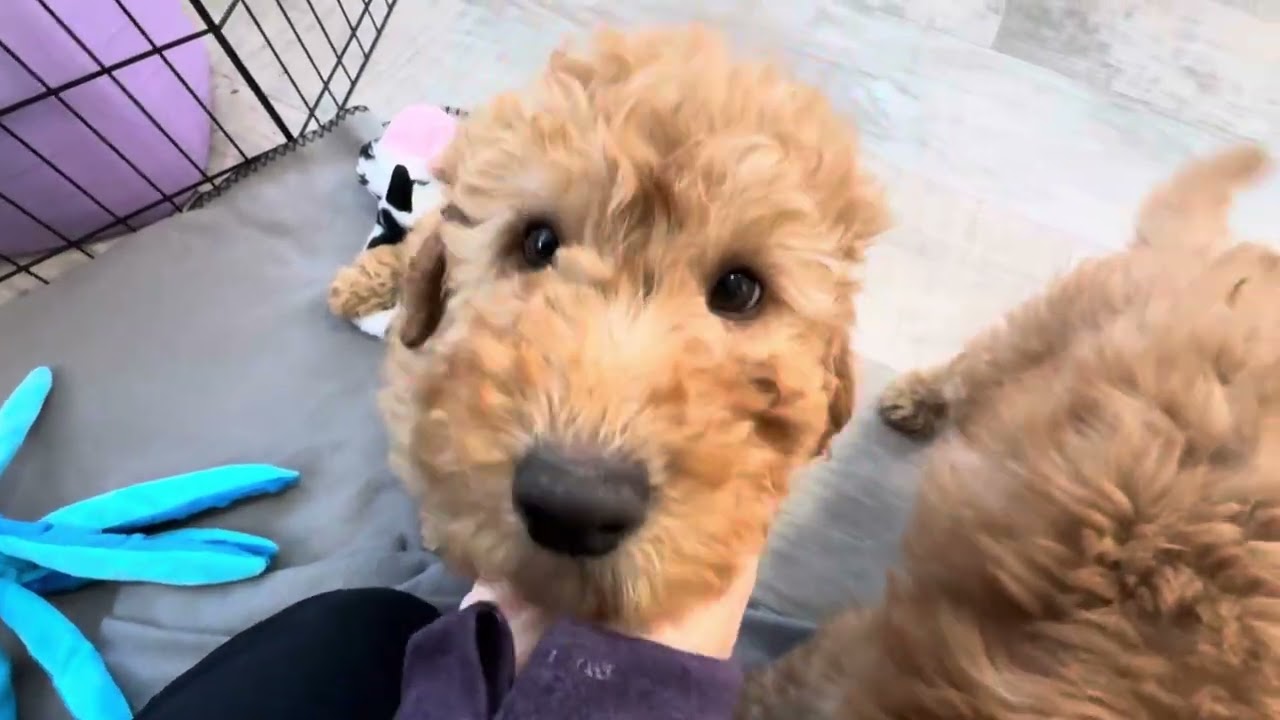 Coco x Jerry, Mini Goldendoodle Puppies, Ready 12/6/25
