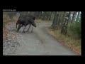 Moose visitors Älvängen, Sweden