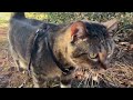Review of Escape Proof Cat Harness- Watch Before Buying