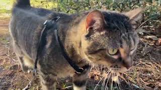 Review of Escape Proof Cat Harness- Watch Before Buying