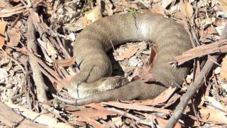 Death Adder Encounter