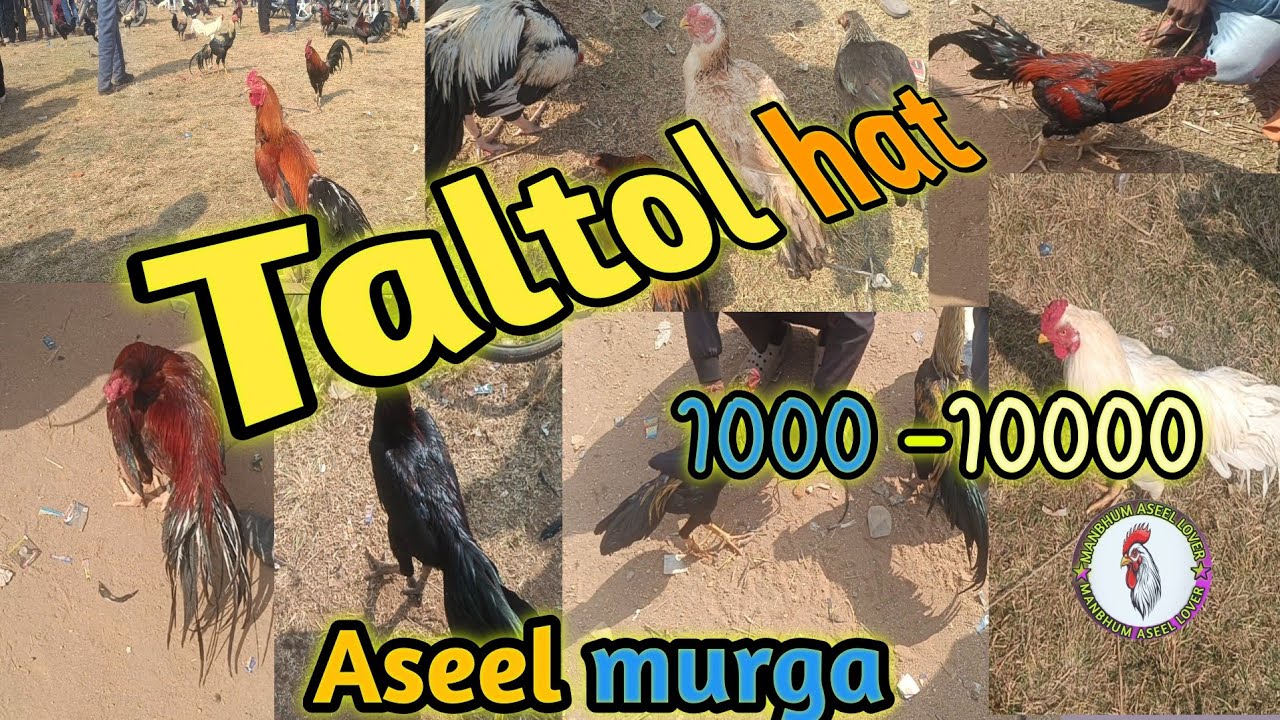 Taltol hat new video🔥✅|aseel murga|purulia murga market|#trending#aseelmurga#vlog#birds#update#murga
